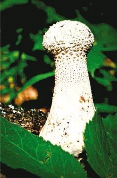 Малоизвестные съедобные грибы Малоизвестные съедобные грибы