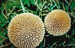 Малоизвестные съедобные грибы Малоизвестные съедобные грибы