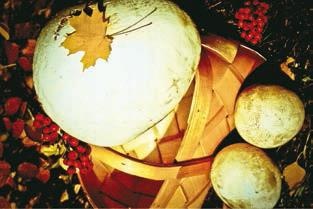 Малоизвестные съедобные грибы Малоизвестные съедобные грибы