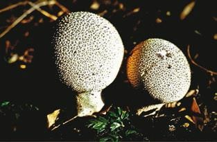 Малоизвестные съедобные грибы Малоизвестные съедобные грибы