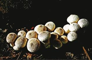 Малоизвестные съедобные грибы Малоизвестные съедобные грибы