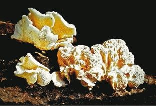 Малоизвестные съедобные грибы Малоизвестные съедобные грибы