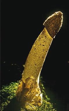 Малоизвестные съедобные грибы Малоизвестные съедобные грибы