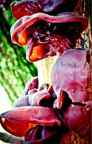 Малоизвестные съедобные грибы Малоизвестные съедобные грибы