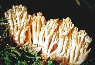 Малоизвестные съедобные грибы Малоизвестные съедобные грибы