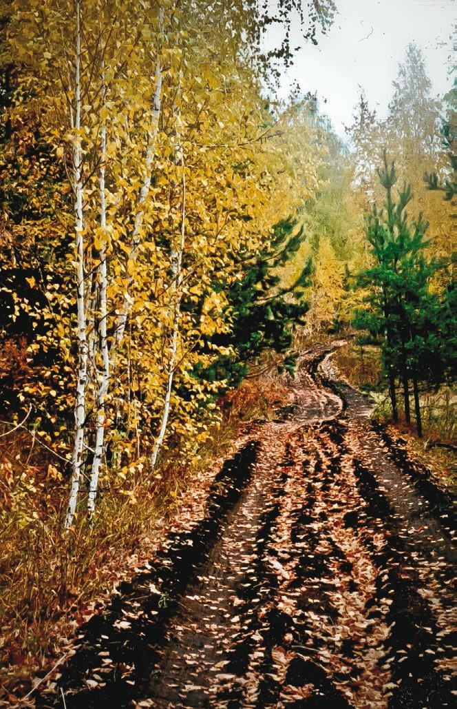 Малоизвестные съедобные грибы Малоизвестные съедобные грибы