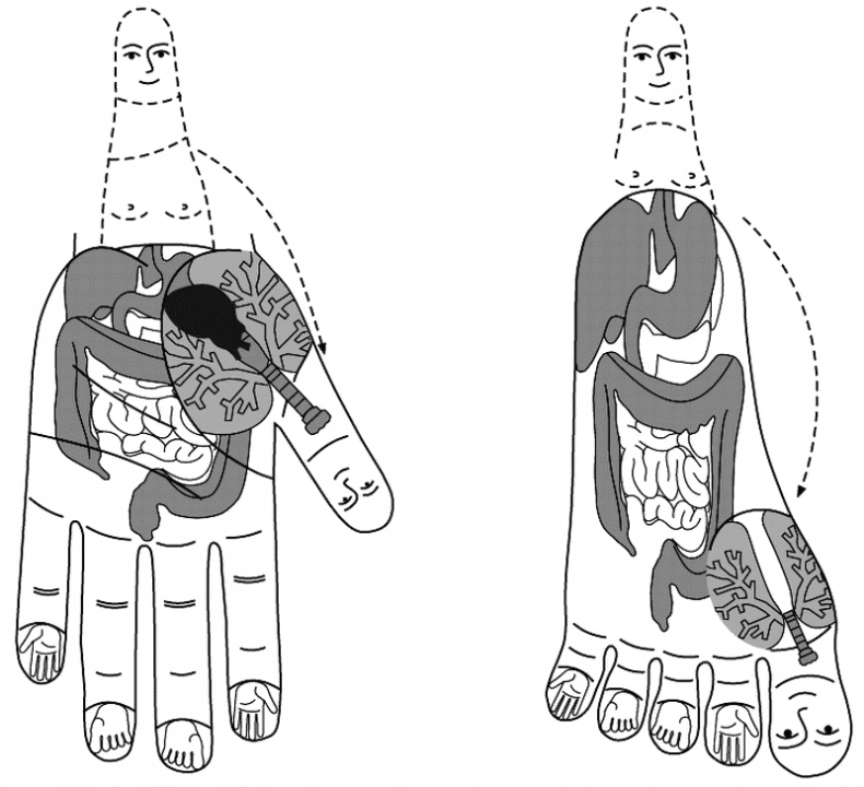 Су-Джок лечит. Мигрень, кашель, боль в спине, тяжесть в желудке Су-Джок лечит. Мигрень, кашель, боль в спине, тяжесть в желудке
