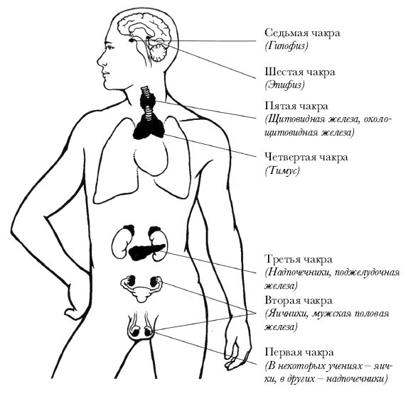 Чакры. Полная энциклопедия Чакры. Полная энциклопедия