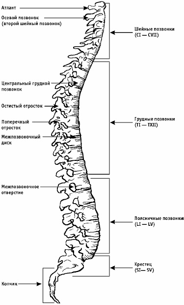 Заболевания позвоночника. Карманный справочник Заболевания позвоночника. Карманный справочник