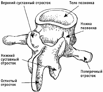 Заболевания позвоночника. Карманный справочник Заболевания позвоночника. Карманный справочник