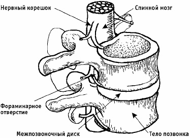 Заболевания позвоночника. Карманный справочник Заболевания позвоночника. Карманный справочник