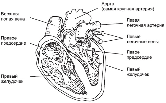 Чистка сосудов и крови Чистка сосудов и крови