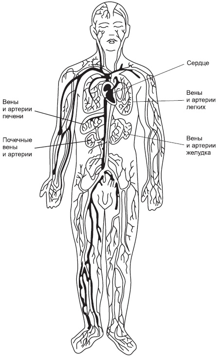 Чистка сосудов и крови Чистка сосудов и крови