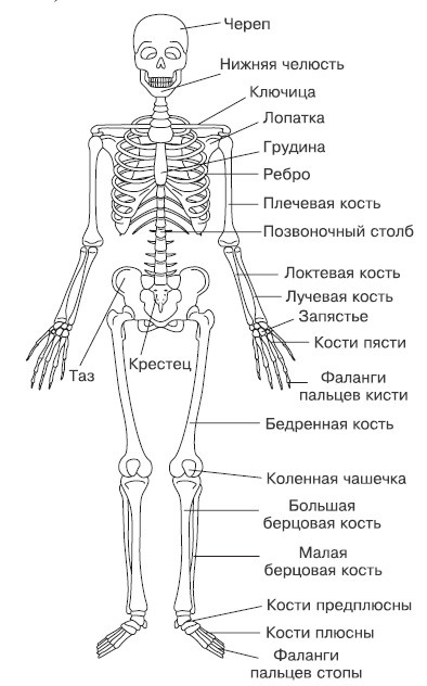 Лечение и чистка суставов. Классические и нетрадиционные методы Лечение и чистка суставов. Классические и нетрадиционные методы