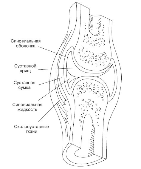 Лечение и чистка суставов. Классические и нетрадиционные методы Лечение и чистка суставов. Классические и нетрадиционные методы