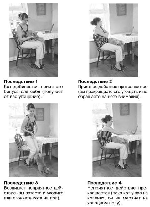 Как воспитать вашу кошку Как воспитать вашу кошку
