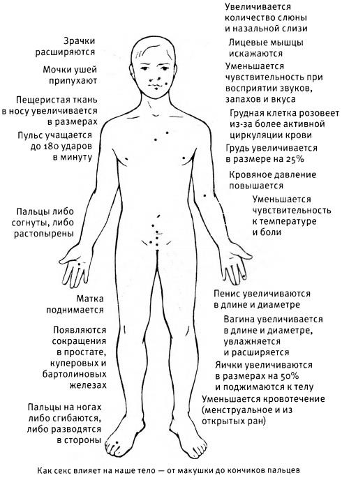 Любовь и секс. Как мы ими занимаемся. Прямой репортаж из научных лабораторий, изучающих человеческую сексуальность Любовь и секс. Как мы ими занимаемся. Прямой репортаж из научных лабораторий, изучающих человеческую сексуальность