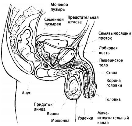 Любовь и секс. Как мы ими занимаемся. Прямой репортаж из научных лабораторий, изучающих человеческую сексуальность Любовь и секс. Как мы ими занимаемся. Прямой репортаж из научных лабораторий, изучающих человеческую сексуальность