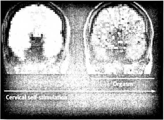 Любовь и секс. Как мы ими занимаемся. Прямой репортаж из научных лабораторий, изучающих человеческую сексуальность Любовь и секс. Как мы ими занимаемся. Прямой репортаж из научных лабораторий, изучающих человеческую сексуальность