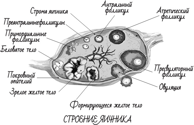 Project Woman. Тонкости настройки женского организма. Узнай, как работает твое тело Project Woman. Тонкости настройки женского организма. Узнай, как работает твое тело