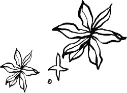 Золотой стриж Золотой стриж