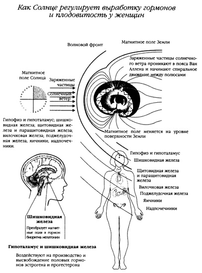 Хранители гробницы Хранители гробницы