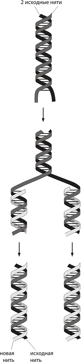 ДНК. История генетической революции ДНК. История генетической революции
