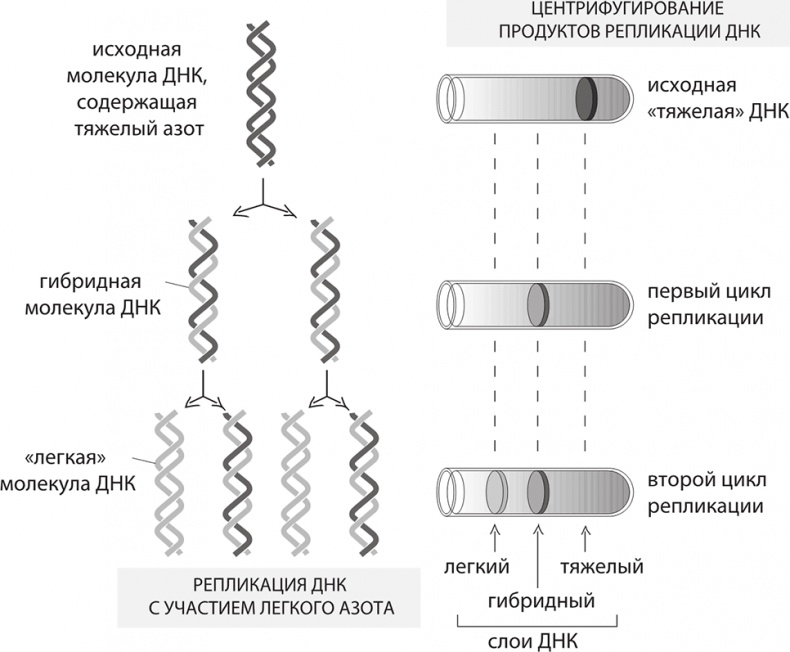 ДНК. История генетической революции ДНК. История генетической революции