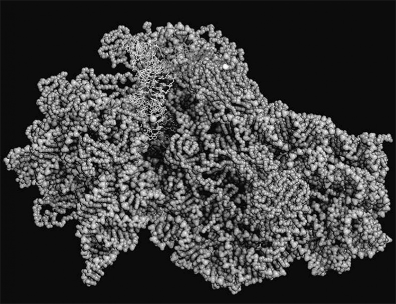 ДНК. История генетической революции ДНК. История генетической революции