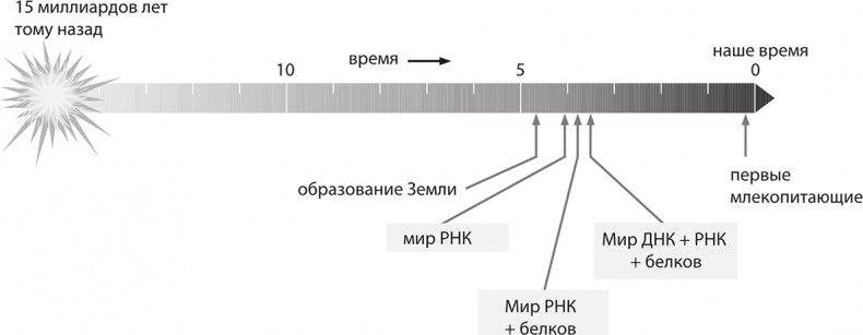 ДНК. История генетической революции ДНК. История генетической революции