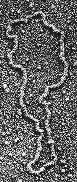 ДНК. История генетической революции ДНК. История генетической революции