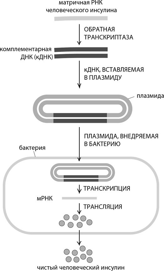 ДНК. История генетической революции ДНК. История генетической революции