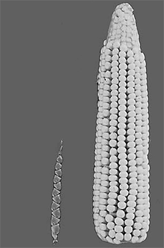 ДНК. История генетической революции ДНК. История генетической революции