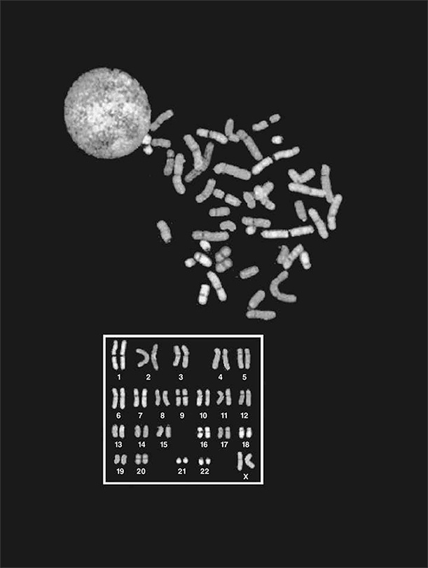 ДНК. История генетической революции ДНК. История генетической революции