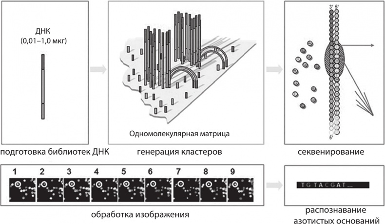 ДНК. История генетической революции ДНК. История генетической революции