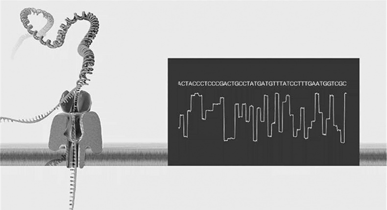 ДНК. История генетической революции ДНК. История генетической революции