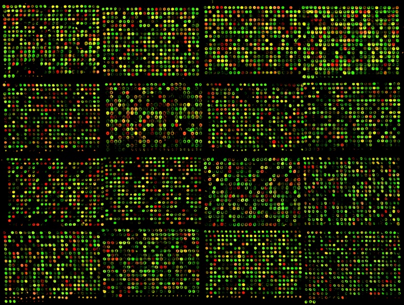ДНК. История генетической революции ДНК. История генетической революции