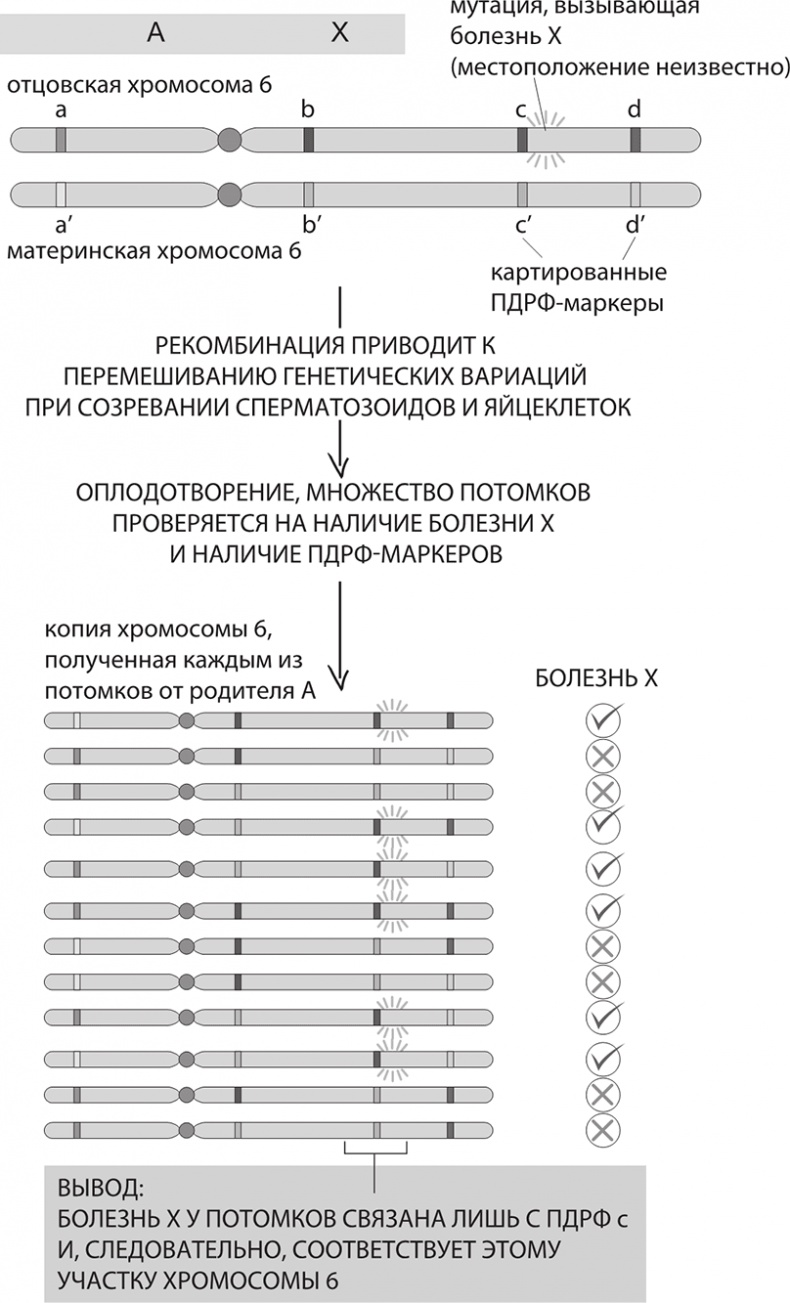 ДНК. История генетической революции ДНК. История генетической революции
