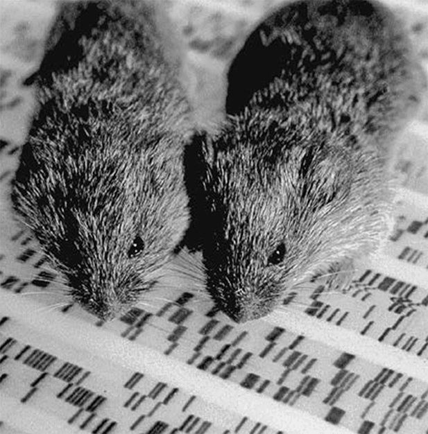 ДНК. История генетической революции ДНК. История генетической революции