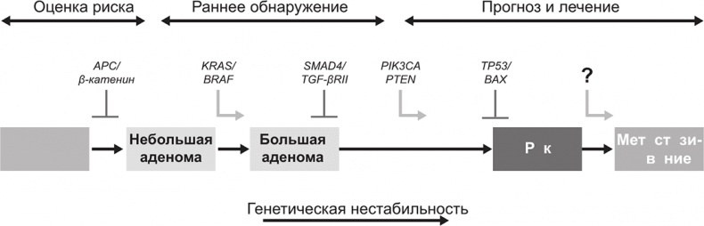 ДНК. История генетической революции ДНК. История генетической революции