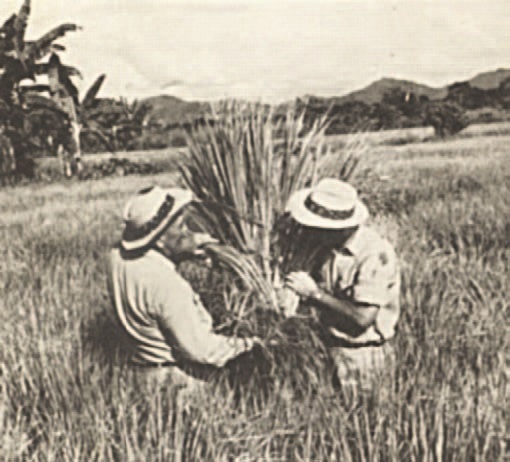 Забытые союзники во Второй мировой войне Забытые союзники во Второй мировой войне