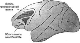 Когнитивная психология Когнитивная психология