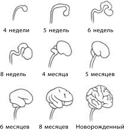 280 дней до вашего рождения. Репортаж о том, что вы забыли, находясь в эпицентре событий 280 дней до вашего рождения. Репортаж о том, что вы забыли, находясь в эпицентре событий