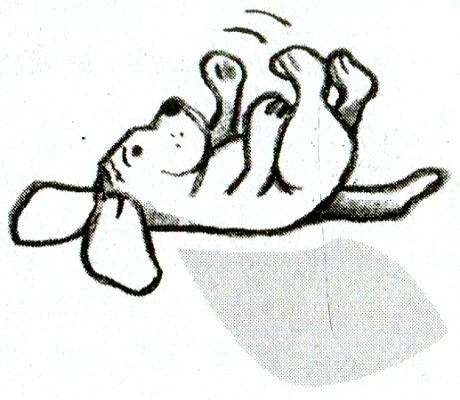 Я всего лишь кошка