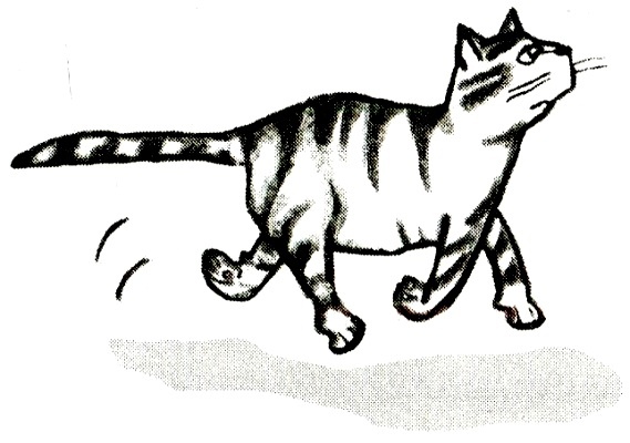 Я всего лишь кошка Я всего лишь кошка