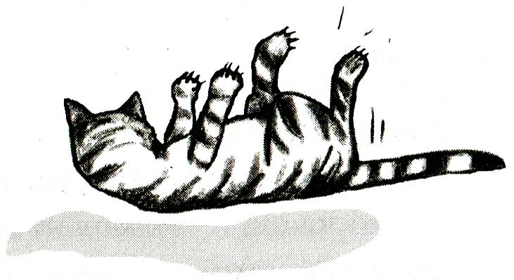 Я всего лишь кошка Я всего лишь кошка