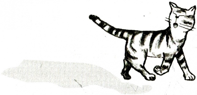 Я всего лишь кошка Я всего лишь кошка