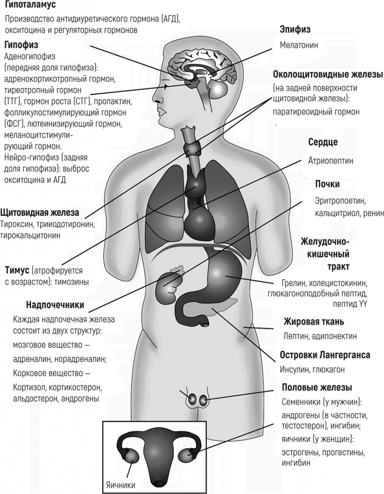 ЖироГен. Почему мы едим все меньше, тренируемся все больше, а худеем все хуже ЖироГен. Почему мы едим все меньше, тренируемся все больше, а худеем все хуже