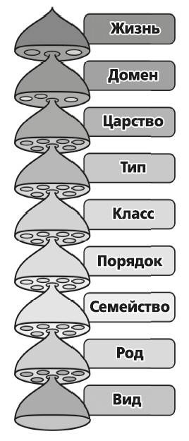 Мифы о микробах и вирусах. Как живет наш внутренний мир Мифы о микробах и вирусах. Как живет наш внутренний мир
