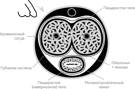 Мужское здоровье. Как у вас с ним? Мужское здоровье. Как у вас с ним?